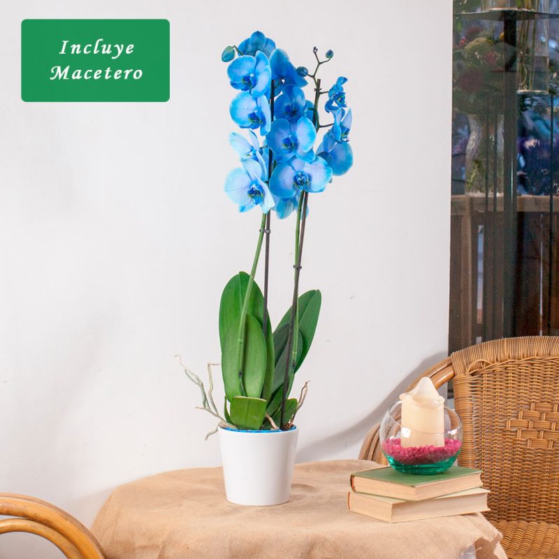 Comprar orquídea azul a domicilio en Toledo