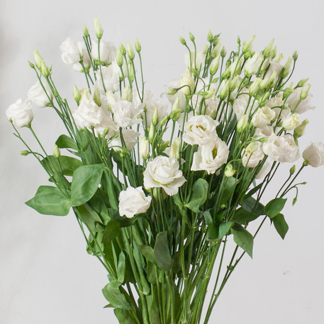 Lisianthus blanco flor suelta - DecoFlor | Floristería Online - Expertos  Floristas