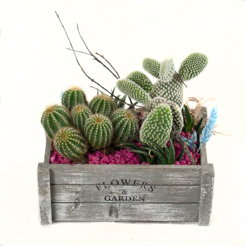 Centro de cactus en caja de madera