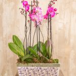 Centro de orquídeas Udine